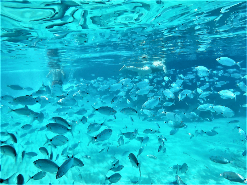 images/flota/searay/PRIVATE_DOUBLE_JET_DUARRY_MAX_12_pax__12_mt_2x440_hp-_charter_in_ibiza-3.png